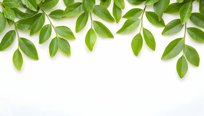 Obraz premium Leaves arrangement on white, creating border, for use in graphics or design