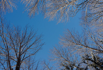 Low angle of trees against the sky
