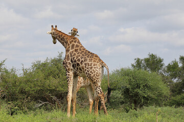 Giraffe / Giraffe / Giraffa camelopardalis