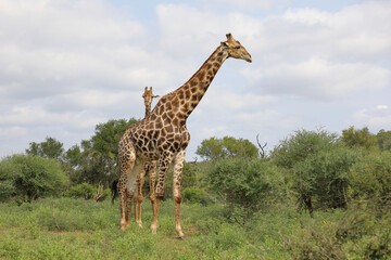 Giraffe / Giraffe / Giraffa camelopardalis
