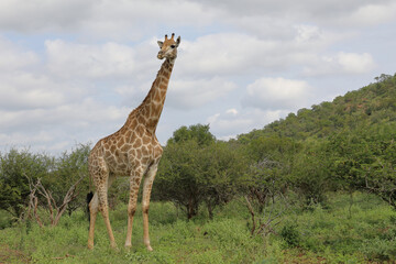 Obraz premium Giraffe / Giraffe / Giraffa camelopardalis