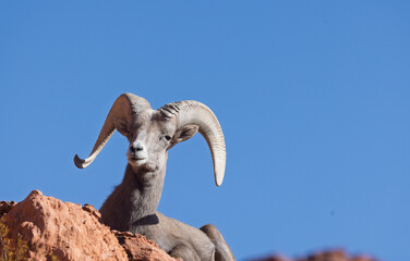 Desert Bighorn Sheep Ram in Winter in the Valley of Fire State Park Nevada