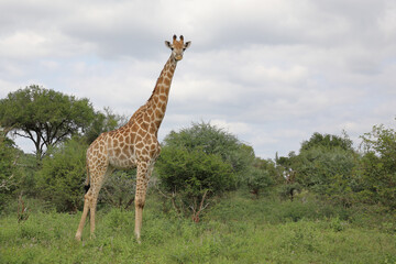 Giraffe / Giraffe / Giraffa camelopardalis
