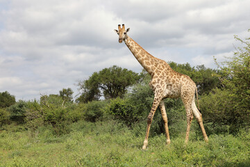 Giraffe / Giraffe / Giraffa camelopardalis