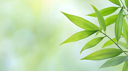 Obraz premium Bright Green Leaves and Soft Focus Background