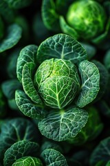 Fototapeta premium Close-up of fresh green brussels sprout surrounded by lush leaves
