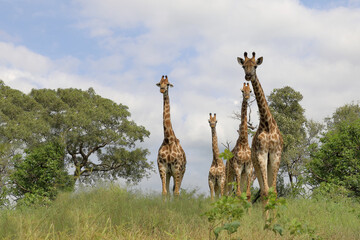 Giraffe / Giraffe / Giraffa camelopardalis