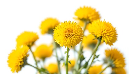 Close-up of Bright Yellow Craspedia Flowers Against a White Background