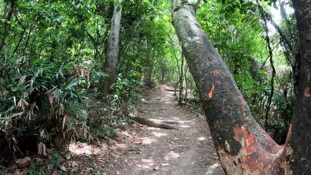 Rio de Janeiro - Rio de Janeiro - Brazil - December 14, 2024: Hiking Trail to Morro da Urca &ndash; Rio de Janeiro, Brazil.