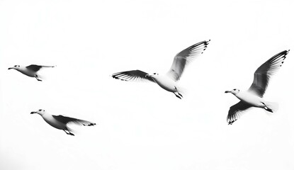 Obraz premium Black and White Seagulls in Flight – Minimalist Aesthetic