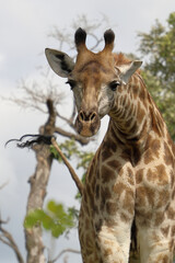 Giraffe / Giraffe / Giraffa camelopardalis