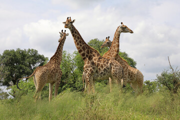 Giraffe / Giraffe / Giraffa camelopardalis