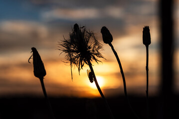 Silhouette d'une mouche le long de la tige d'un pissenlit sur fond de soleil couchant