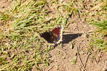 Flora and fauna of the protected areas of the Caucasus. More of a butterfly on the grass