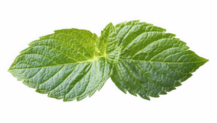 Fresh patchouli leaves on a transparent background