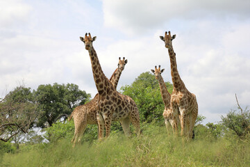 Giraffe / Giraffe / Giraffa camelopardalis