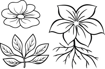 Intricate close-up studies of petals, leaf veins, and detailed plant roots line art book vector design