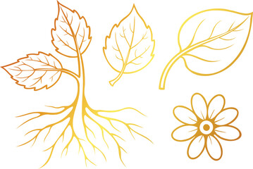 Golden close-up botanical studies of petals, leaf veins, and intricate plant roots line art book vector design