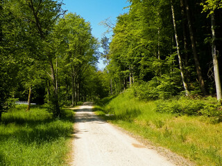 Road over forest in Kashubia. Poland.