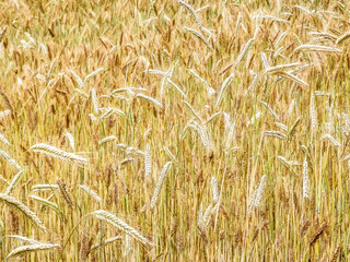 Close up of rye plants as nature background