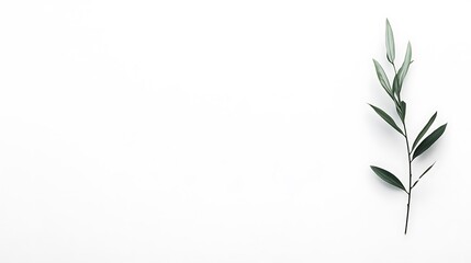 Single Olive Branch on White Background