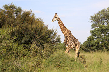 Giraffe / Giraffe / Giraffa camelopardalis