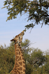Giraffe / Giraffe / Giraffa camelopardalis