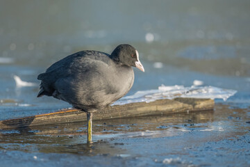 Coot standing on a frozen pond close up