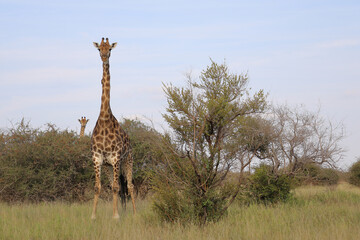 Fototapeta premium Giraffe / Giraffe / Giraffa camelopardalis