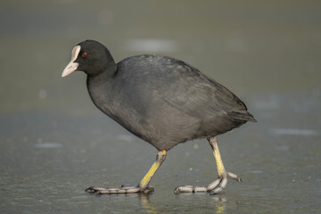 Coot standing on a frozen pond close up
