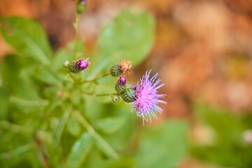 A purple flower with a green stem. The flower is surrounded by leaves and is in the foreground