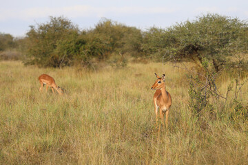 Schwarzfersenantilope / Impala / Aepyceros melampus