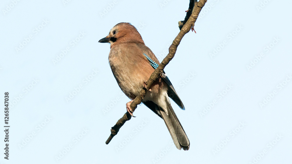 Poster lilac breasted roller