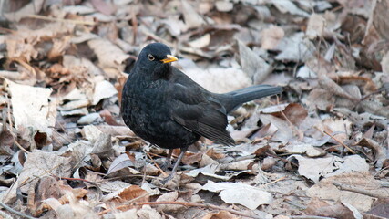 black winged blackbird