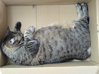 A spring cure for losing weight is necessary - Cat in a box