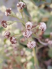 Latest Amazing Photo Capture By Saim