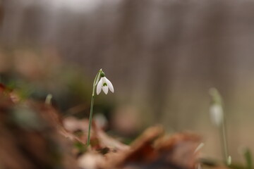 fiori di bucaneve in inverno