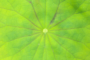 Natural tropical leaf texture with green grooves. Close-up macro view for background. Lines on alocasia leaf.