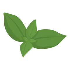 Fresh green basil leaves isolated