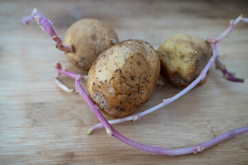 sprouted potatoes on a wooden table.