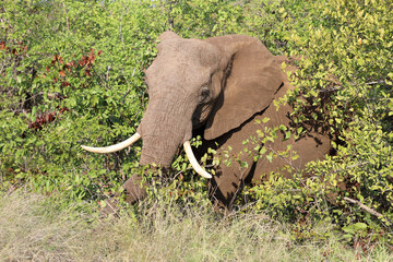 Afrikanischer Elefant / African elephant / Loxodonta africana