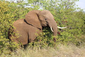 Afrikanischer Elefant / African elephant / Loxodonta africana