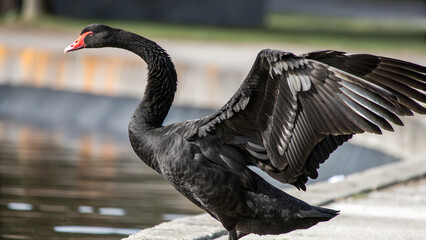 Fototapeta premium Black Swan.