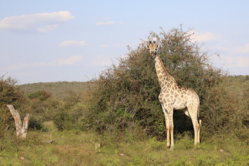 Giraffe / Giraffe / Giraffa camelopardalis
