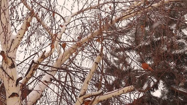 Flock of blue tits hopping between seed-bearing branches, chirping as snow falls. A mesmerizing winter scene showcasing the beauty of wildlife and bird behavior in their search for food.
