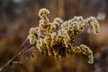 Entlang der össterreichischen Saalach bei Siezenheim
