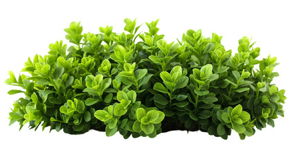 Obraz premium Green Bush Vibrant Spring Foliage, Healthy Outdoor Greenery for Garden Themes, isolated on transparent background.