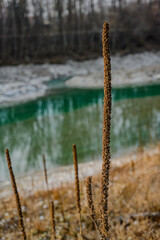 Obraz premium Entlang der össterreichischen Saalach bei Siezenheim