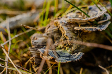 Entlang der össterreichischen Saalach bei Siezenheim