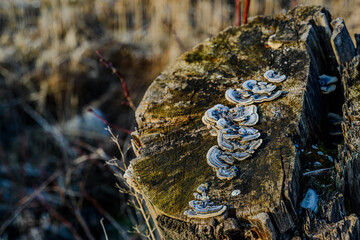 Entlang der össterreichischen Saalach bei Siezenheim